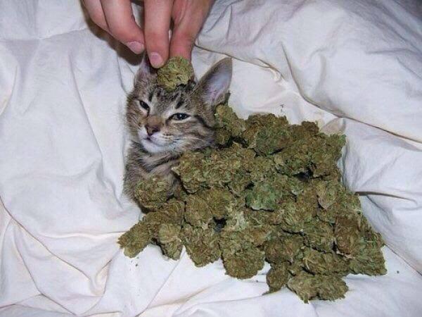 cats smoking weed