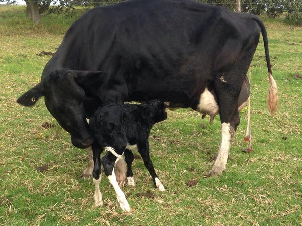 polepositiongen's tweet image. It's raining Golden-PP heifers on the South Coast of NSW! Well done Paul and Tim @SeabreezePaul