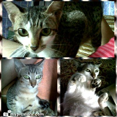 apfhietry's tweet photo. Rindu kucing2 kesayangan http://t.co/UToZpIO6Wh