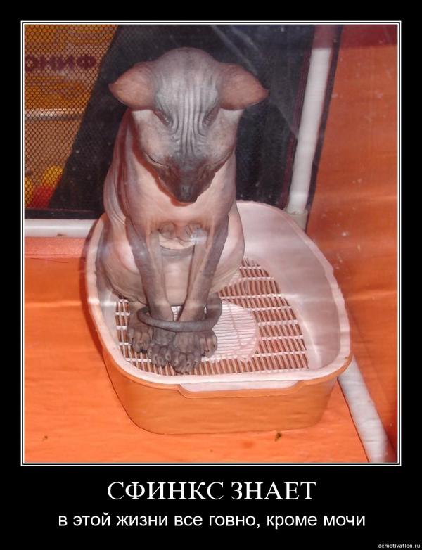 Лысые кошки приколы. Лысые кошки приколы. Сфинкс цитаты. Питомник донских сфинксов. Бритый кот.