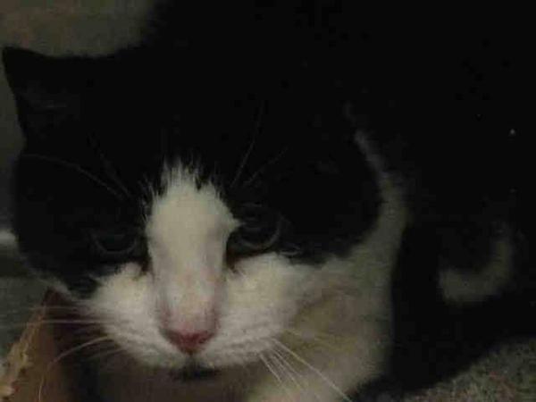HarveyButtonNZ's tweet image. PLUSH JENNY thought 2b 14yo but found on street?  #Lostkitty #lostcat NEEDS FOSTER
facebook.com/PetsOnDeathRow…
