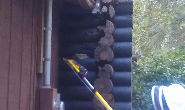 bugpro007's tweet image. What you see is the paper nest between 2 logs on this home