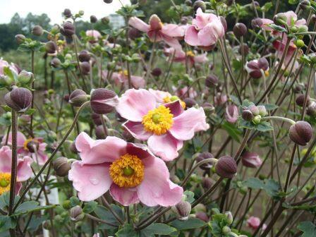 神代植物公園 ニュース しゃくやく園にあるシュウメイギク 秋明菊 が 赤紫色の花をたくさん咲かせています キクでは なくアネモネの仲間で 英語ではジャパニーズ アネモネとも呼ばれます 中国原産で古い時代に渡来し 京都貴船地方に野生化したものが