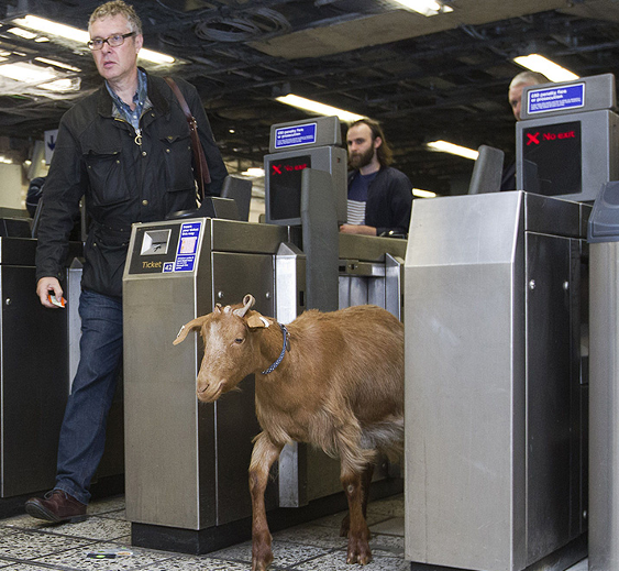 Mirror Weird News tweet media