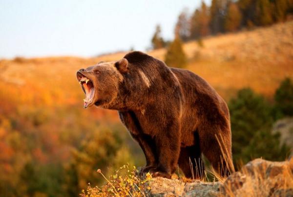 douggilkey's tweet image. 0522MDT time to after some #BearComplex @boulderCrossfit #grizzlybear loves the bear complex on a #friday #crossfit