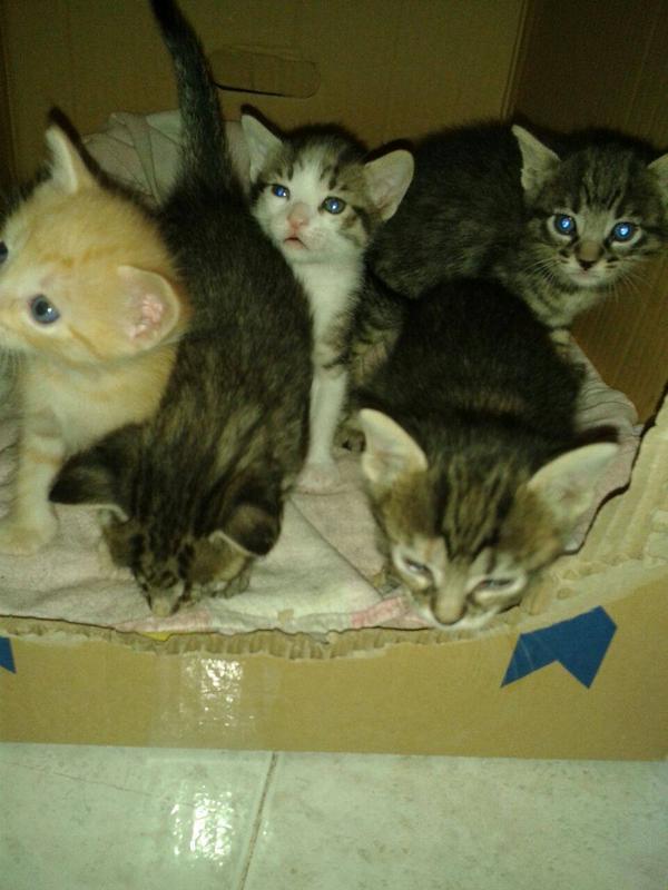 ayudaaanimales2's tweet photo. Acogida o adopcion urgente en madrid  solo tienen 26 dias y  tenemos hasta el domingo. RT porfavor @Wismichu gracias http://t.co/rEaXhbrLPR