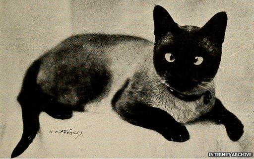US academic creates huge online database of historic copyright-free images bbc.in/1rDH3nk (yes, more cats)