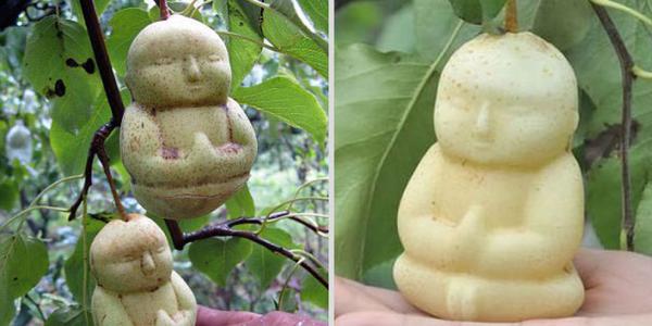 HuffPostTaste's tweet photo. Just imagine if THIS pear showed up in your lunchbox http://t.co/a5RibQu1Mm http://t.co/vDc3atUVGT
