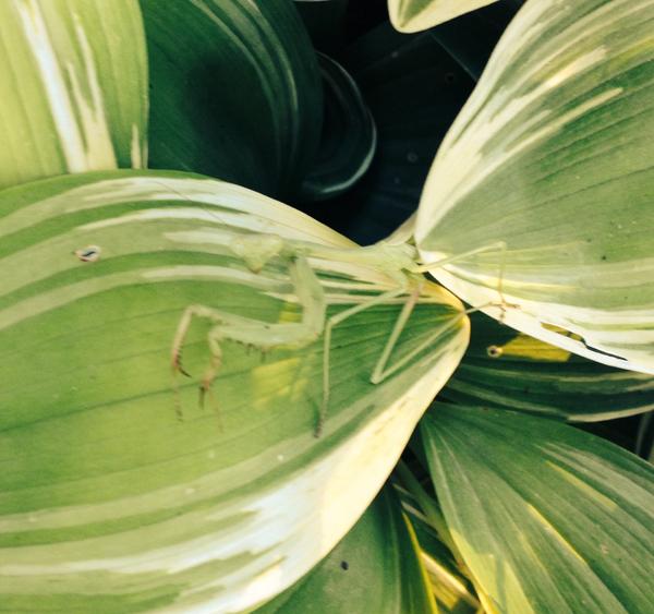 KenTankbuilder's tweet image. A day that starts with prayer is a day that starts well. #lessonsallaroundus