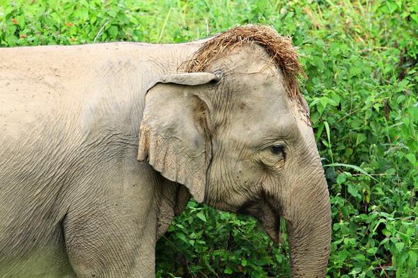 Happy #ElephantFriday! This elephant is trying out a new look, unfortunately we don't think he's fooling anyone...