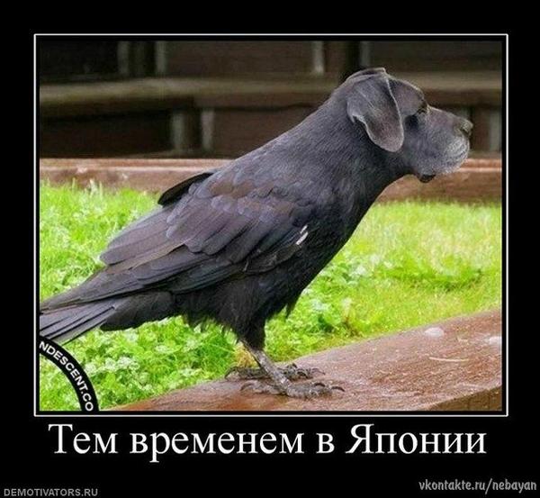 Semyonitsh's tweet photo. http://t.co/xL9NvVZaYG