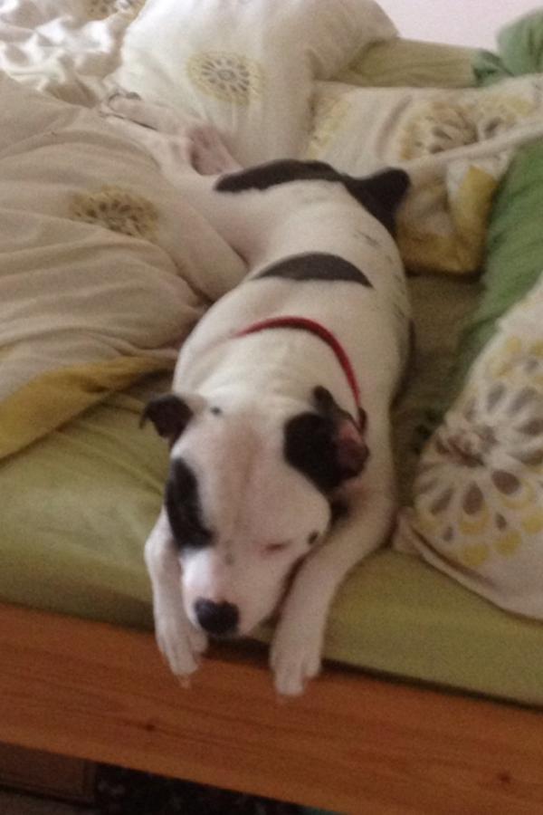 IanPrendy's tweet photo. My dog has gone missing again!! Please retweet if possible. Alsager area near shady grove... http://t.co/DGBgZNLipc