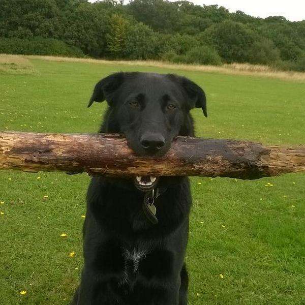 WendyY63's tweet photo. @MrsSOsbourne - Here's my baby Archie with his favourite stick xx http://t.co/tLjgTCqU0B