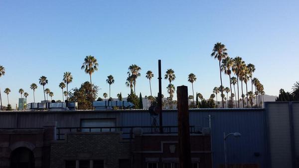 bldflts's tweet photo. Morning palms http://t.co/OZtbFMmM8a