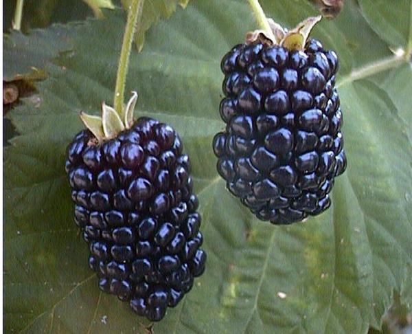 jamlady's tweet image. Making wild blackberry jam. We have samples! Jamlady