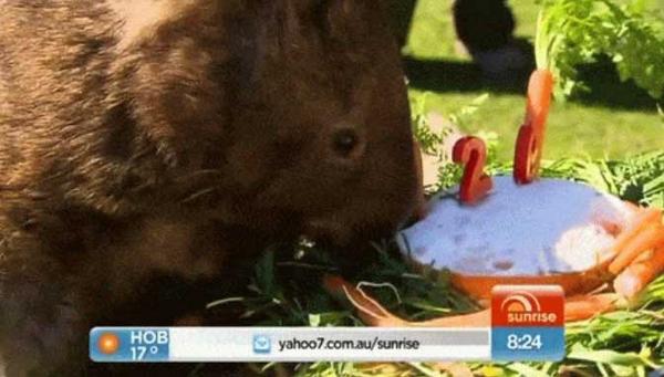 indy100 on X: "Here is the oldest wombat in the world eating cake, because  Friday http://t.co/nJJ6BX9xqS http://t.co/VGiYsxPtXR" / X