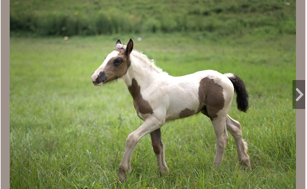 breederoo's tweet photo. New feature: Now you can add slideshows to your animal business website in a few clicks! http://t.co/rFmvv8qALT