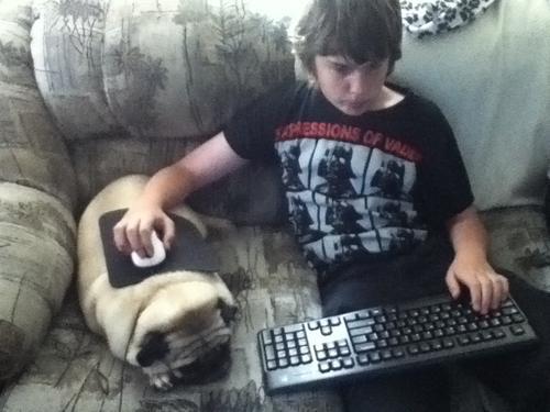 Cowkitty's tweet photo. Wait, is this a way to write off a Pug adoption as a business expense? >.> #SmallBusinessOwner #FutureAudit http://t.co/mnVLgYKCQs