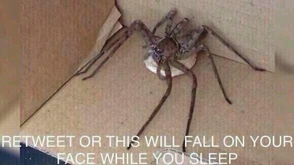 arianagrandes's tweet photo. not risking it http://t.co/oOhZQxGEdh