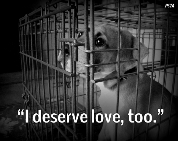 peta's tweet photo. THOUSANDS of homeless animals DIE every day in shelters.

RT if u know buying &amp; breeding is WRONG. #AdoptDontBuy http://t.co/licqNLdpi5