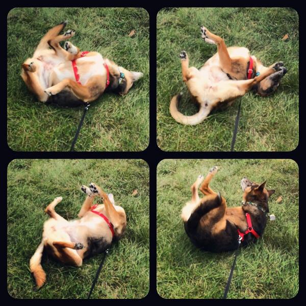 Gehci's tweet photo. Oh, I'm sorry, are you in a hurry? #gopotty #yummysmells #suchdoge #happy @ChloeiMargo http://t.co/eYFecwIuVm