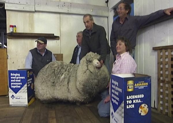 trishduffe's tweet photo. @ZwartblesIE The world's woolliest sheep has finally had a haircut: http://t.co/wEfHrHOHh2 (via @dailyedge) http://t.co/rQDKyiMrry