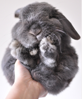 Iceblue32's tweet photo. Cutest little thing ever!!!! @JanieStitch http://t.co/7pBf2c5Qiu