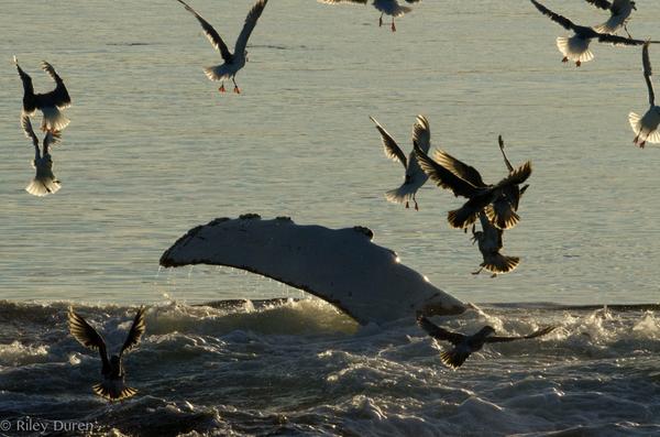 rileyduren's tweet photo. #humpback bubble-net feeding. fish, birds, and whales - a complete free for all. http://t.co/le34gwVs87