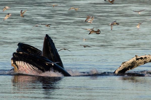 rileyduren's tweet photo. #humpback bubble-net feeding. fish, birds, and whales - a complete free for all. http://t.co/le34gwVs87