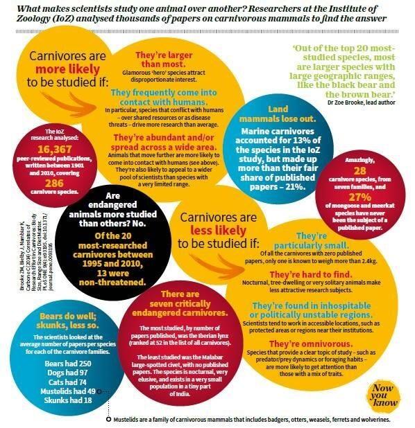 tigerfoodman's tweet photo. Graphic of traits of most studied carnivores http://t.co/cSBIQ9sDYW