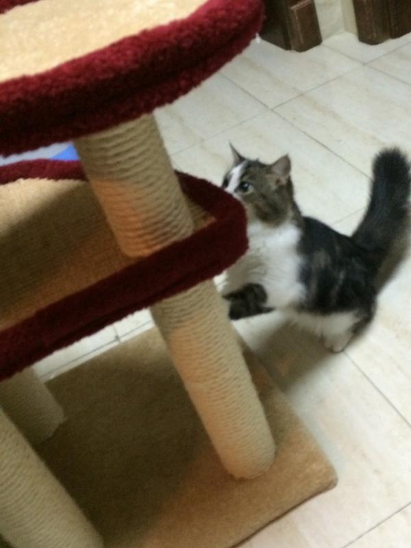 Toffe The Cat tweet media