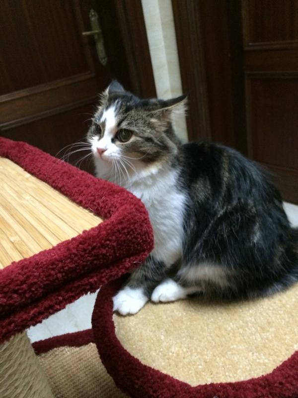 Toffe The Cat tweet media