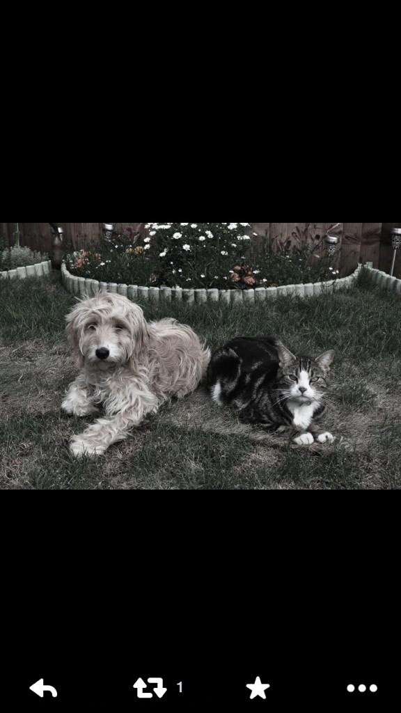 findpoppy's tweet photo. #FindPoppy http://t.co/aS8ZDufsWd