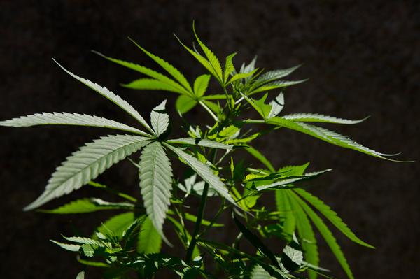 cannabist's tweet image. Uruguay #marijuana: 20 companies vying to supply pharmacies dpo.st/1qbjKyF (pic: Getty)