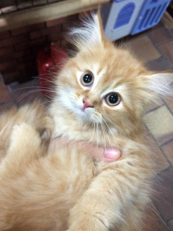 Toffe The Cat tweet media