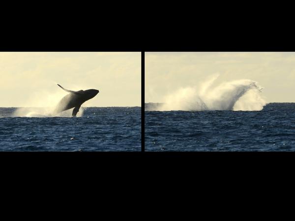 rileyduren's tweet photo. Breaching #humpback, Kohala, Hawaii, 2/2014.  Why do whales jump? Many theories but I'm betting on "whee!" http://t.co/EAZMr9dTAl