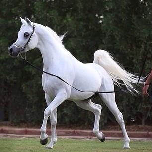 Turki_Al_Saeed's tweet photo. كل توفيق يابو سليمان #خيول_الاصيله http://t.co/WzZV4b8DL8