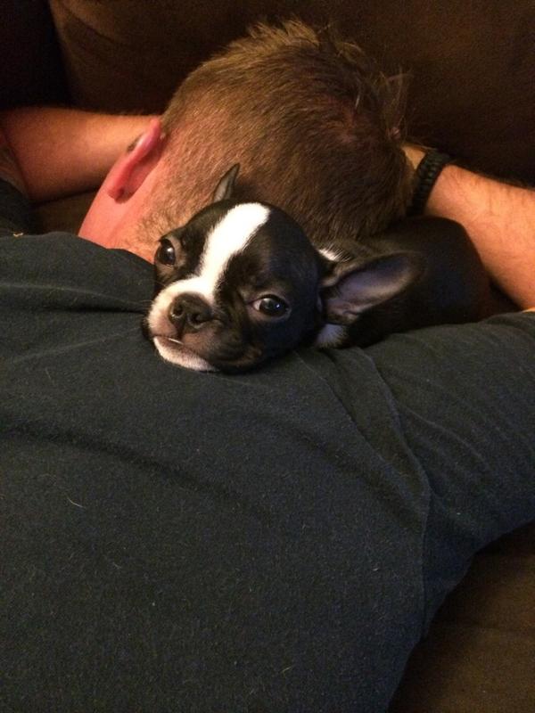 Keempugh's tweet photo. One of my puppies died today of parvo, the person we gave her to took her outside with only her first set of shots. http://t.co/ySnrIfyb7I