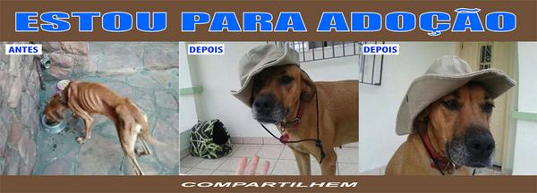 AcheiC's tweet image. Linda cadela para #adoção facebook.com/acheicaesgatos… São Paulo / SP #AdoteNãoCompre #Adote #Adotarétuddodebom