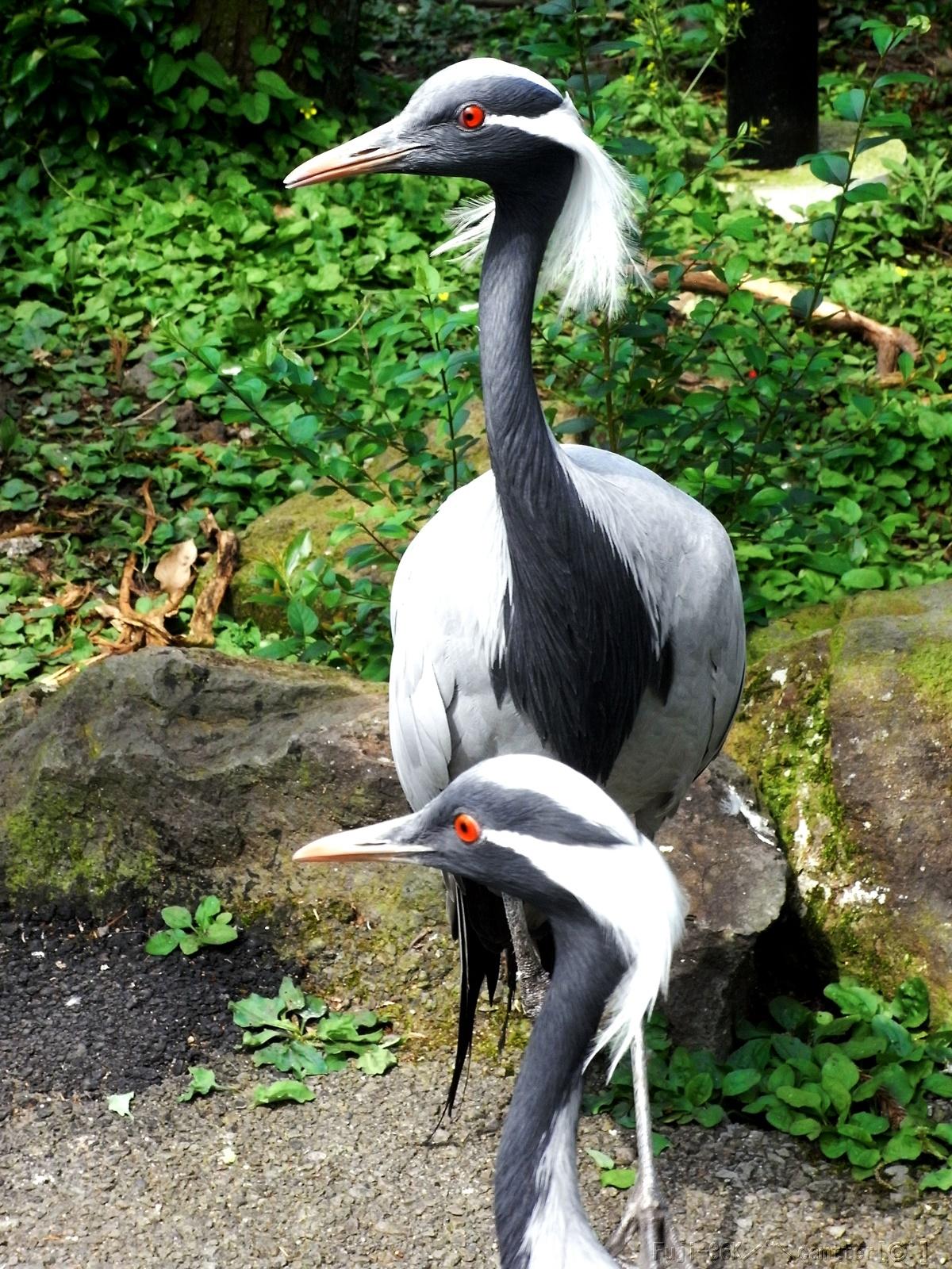 ツル科 Twitter Search Twitter