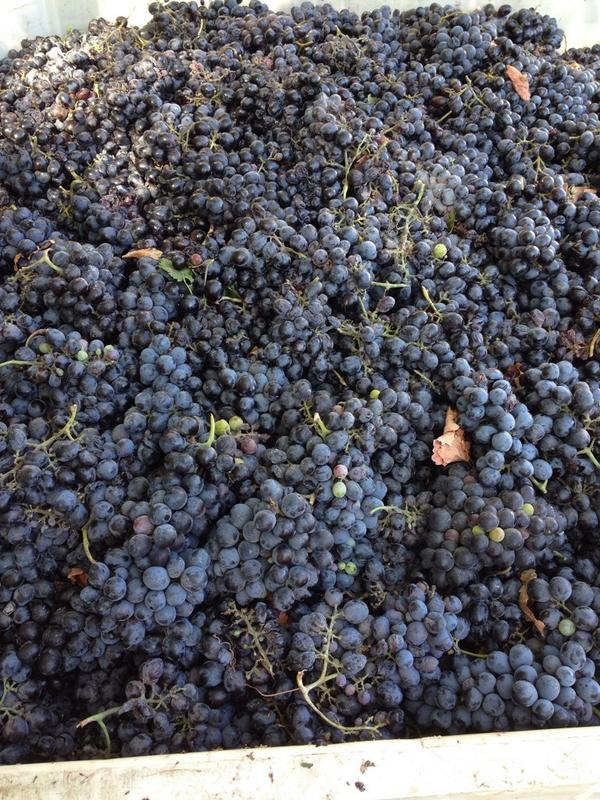JessiesGrove's tweet photo. Jessie's Wine team hard at work this week! Cinsault Harvest#Lodiwine#Barrels ready to go! Bottling Sat! Cheers🍷 http://t.co/9LCHJzjCdi