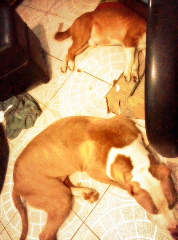 purpleportal's tweet image. Love it when the dogs are asleep because that's the only time I can hear myself think. #DogParentProblems