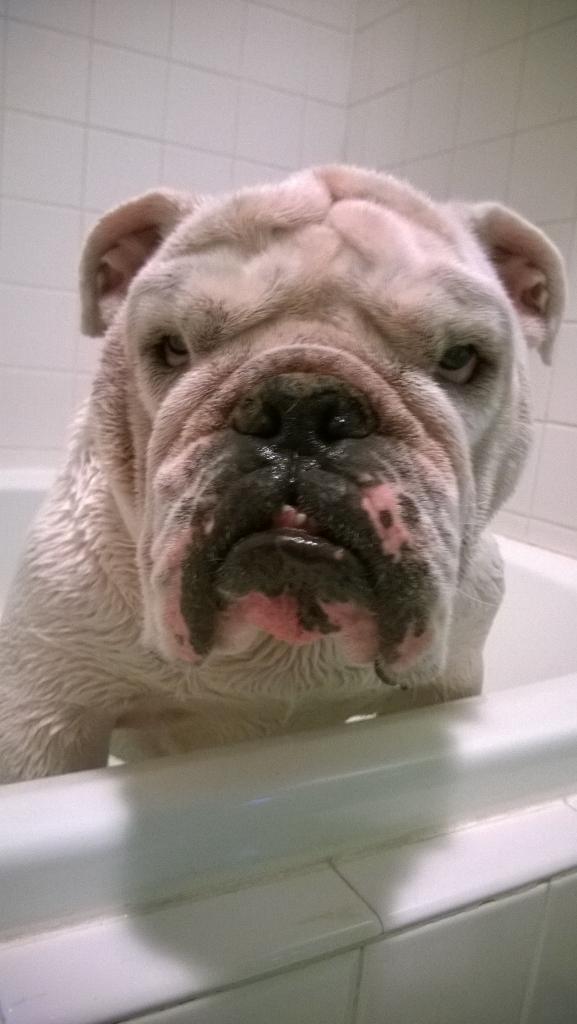 BryantTuppy's tweet photo. Dear #Bryant2018: I hope you appreciate the sacrifice I made for you last night. #BathsStink #BryantMoveIn http://t.co/EdGcHy769I