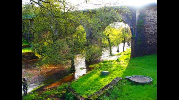 Nacho Trevejo S Gata tweet media