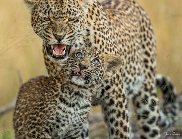 AfricanConserve's tweet photo. Full-Time #Dentist Captures Stunning #Photographs of African #Wildlife in His Spare Time https://t.co/5dhNB7bFXn http://t.co/ULTMKWoIJW