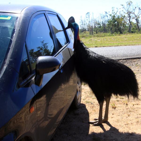 HostJudgment's tweet image. World Largest Birds In The World Learn More : bit.ly/1vwgYYe