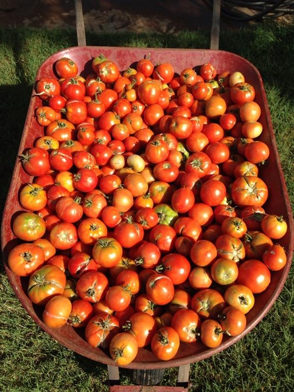 _RobHunt's tweet image. Salsa anyone? #bountifulharvest #3D