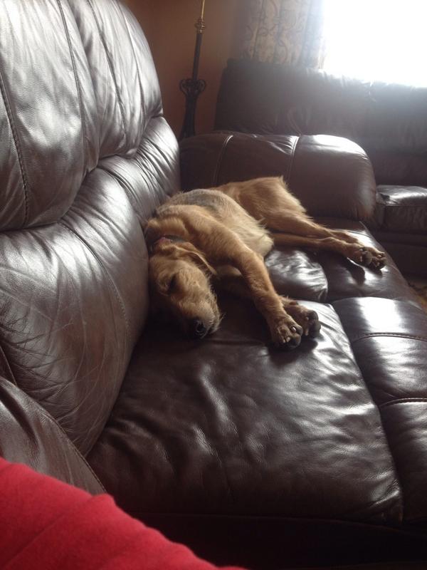 fom_o's tweet photo. Beezie didn't seem to care that her mommy was on tv !!! #gojiffy http://t.co/uem6ClMFFV
