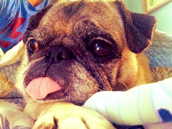 Eastcoast5150's tweet image. Morning #Puglet