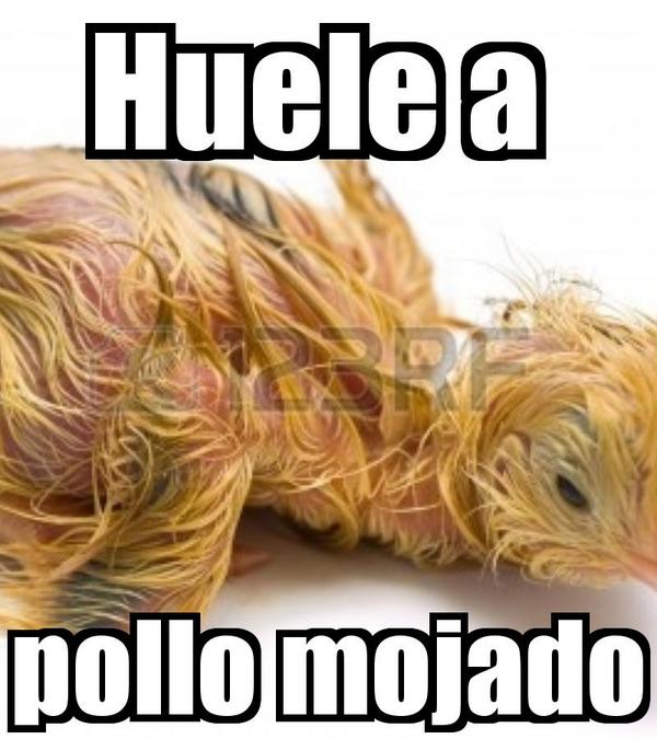 SanezBreyner's tweet photo. @pollocg7 .. La venganza jajjajaja http://t.co/aWC9Z2jv3N